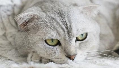 xkdsp.apk3.0隐藏入口特色